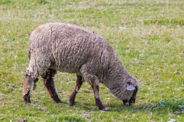 Çimen geçmişi olan bir çiftlikte ucuz. Otlakta ucuz. Seçici odaklanma, insan yok