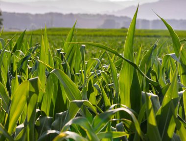 Kanada kırsalındaki Stormy Corn Field. Organik mısır tarlası tarlası. Bir mısır tarlasında mısır yapraklarını kapat
