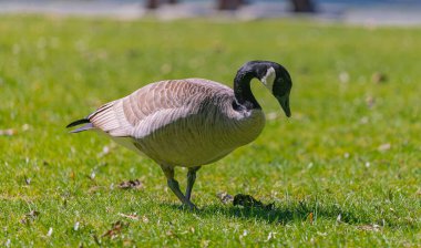 Kanadalı kaz güneşli bir yaz gününde çimenlerde otluyor. İnsan yok, metin için kopyalama alanı, seçici odak