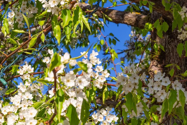 Foto Brunch Árvore Florescente Com Flores Brancas Bela Árvore Maçã — Fotografia de Stock