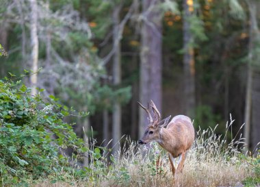 Ormanda roe geyiği. Doğal ortamda bir hayvan. Vahşi yaşam sahnesi. Yaz ormanlarında eğrelti otları arasında kızıl geyik. Seçici odak, bulanık arkaplan, seyahat fotoğrafı, insan yok