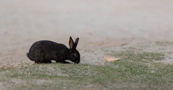 Cute Little Rex Black Bunny Rabbit Outdoor Black Adorable Baby Stock Picture