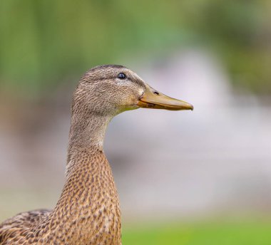 Gölün ya da nehrin kenarındaki parkta ördek. Yeşil çimlerin üzerinde doğa yaban ördeği. Seyahat fotoğrafı, seçici odak, bulanık arkaplan.