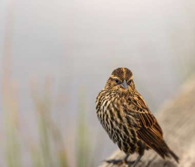 Parkta kırmızı kanatlı siyah kuş. Kanada 'da mevsimlik kuş gözlemciliği. Dişi kırmızı kanatlı karatavuk. Bulanık arkaplan, seçici odak, metin için telif alanı