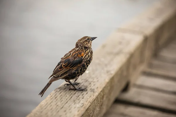 Red winged black bird in the park. Seasonal birdwatching in Canada. Female red winged blackbird. Blurred background, selective focus, copyspace for text