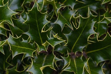 Vahşi doğada doğal olarak büyüyen Avrupa Holly Ilex aquifolium 'unun yeşil yapraklarını kapatın. Noel 'in yemyeşil bir çalı sembolü. Hiç kimse, seçici odaklanma, doku, geçmiş