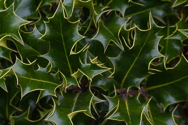 Vahşi Doğada Doğal Olarak Büyüyen Avrupa Holly Ilex Aquifolium Unun — Stok fotoğraf