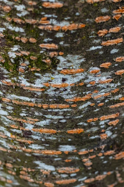 Texture Corteccia Nel Parco Naturale Straordinaria Corteccia Colorata Albero Focus — Foto Stock