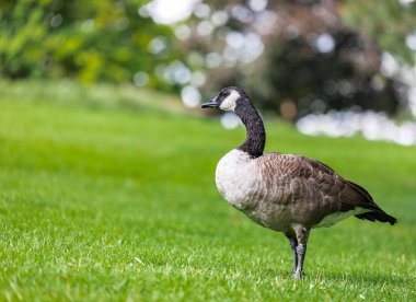 Çimlerin üzerinde duran bir Kanada Kaz 'ı. İlkbahar zamanı Kanadalı kaz. Seyahat fotoğrafı, insan yok, metin için kopyalama alanı, bulanık arkaplan