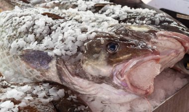 Buzdaki taze soğutulmuş çiğ balığa yakın çekim. Market Shelf taze balıklar buz içinde düzenlenir. Sokak fotoğrafı, insan yok, seçici odak