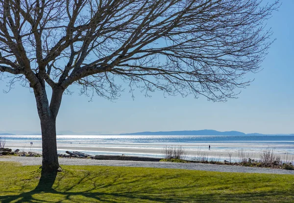 Utsikt Över Ett Ensamt Träd Som Står Stranden Vårsäsongen Kanada — Stockfoto