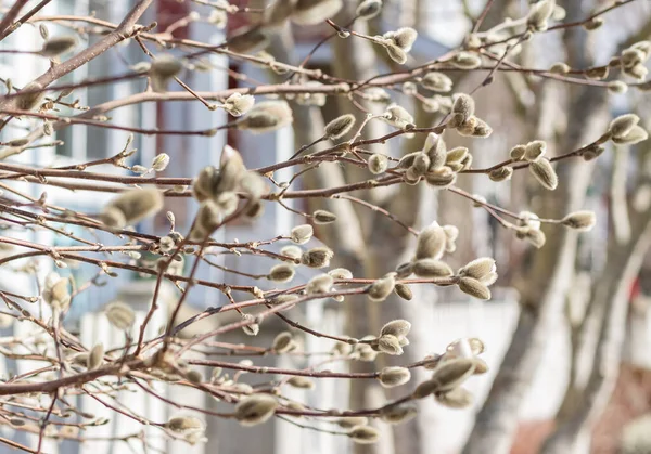 Papilas Árvore Primavera Gemas Jovens Ramos Contra Fundo Desfocado Bela — Fotografia de Stock