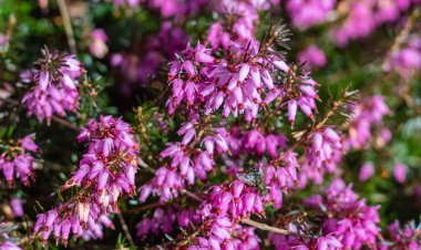 Erica Carnea kış fundalığı, kış çiçeği fundalığı, bahar Alp Dağları pembe çiçekleri. Çiçekli Erica Carnea Süsleme fabrikası, yakın plan, kimse