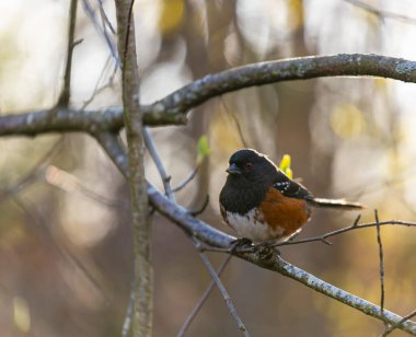 Towhee görüldü. Benekli Towhee kuşu ağaç dalına tünemiş. Sokak fotoğrafı, seçici odak, bulanık arka plan, insan yok.