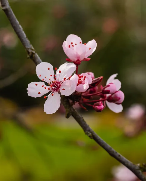 Körsbärsplommon Blommar Vita Plommon Blommor Suddig Naturlig Bakgrund Ingen Suddig — Stockfoto
