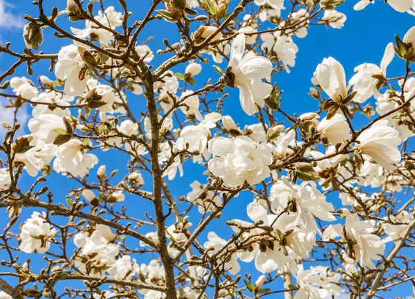 Magnolia Bloemen Tegen Blauwe Lucht Achtergrond Het Voorjaar Canada Straatfoto — Stockfoto