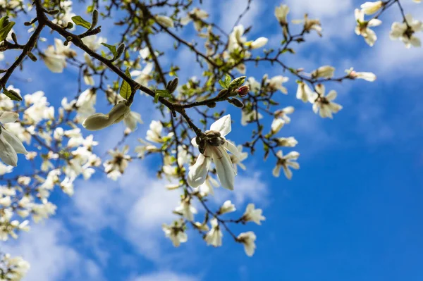 Magnolia Λουλούδια Έναντι Μπλε Φόντο Του Ουρανού Κατά Διάρκεια Της — Φωτογραφία Αρχείου