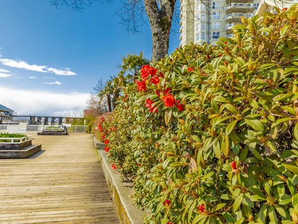 Pier Och Gångväg Vid Flodstranden Solig Vårdag Vacker Flodpark New — Stockfoto