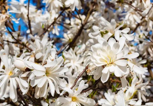 Квіти Магнолії Природному Тлі Протягом Весни Канаді Фотографія Вулиці Ніхто — стокове фото