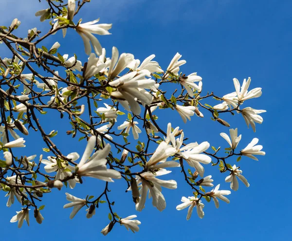 Magnolia Λουλούδια Έναντι Μπλε Φόντο Του Ουρανού Κατά Διάρκεια Της — Φωτογραφία Αρχείου