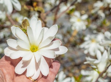 Kadının elinde manolya var. Kanada 'da ilkbahar boyunca bahçede manolya çiçekleri. Sokak fotoğrafı, hiç kimse, seçici odak