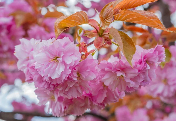 Цвіте Слива Вишні Рожеві Сливові Квіти Розмитому Природному Тлі Ніхто — стокове фото