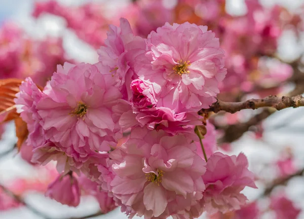 Kersenbloesems Roze Pruim Bloemen Een Wazig Natuurlijke Achtergrond Niemand Wazige — Stockfoto