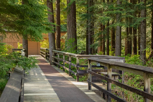 Ormanda çevre yolu ahşap geçit. Ekolojik patika. Kanada 'daki Ulusal Park' ın tahta yolu. Seyahat fotoğrafı, seçici odak, kimse yok.