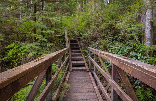 İngiliz Kolombiyası parkında çevre yolu ahşap geçit. Ormanda uzanan ekolojik patika yolları. Seyahat fotoğrafı, hiç kimse, seçici odak