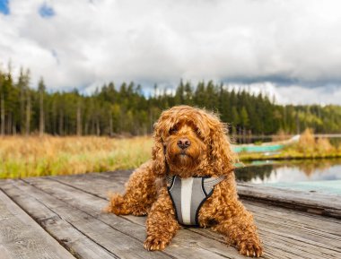Parktaki Cavapoo köpeği, Cavalier King Charles Spaniel ve Fino 'nun melezi. Sokak fotoğrafı, seçici odak, insan yok.
