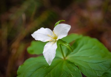 Şehir parkında büyük beyaz trillium çiçeği. Seçici odak, hiç kimse, bulanık, sığ alan derinliği