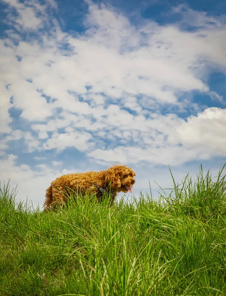 Parktaki Cavapoo köpeği, Cavalier King Charles Spaniel ve Fino 'nun melezi. Sokak fotoğrafı, seçici odak, insan yok.