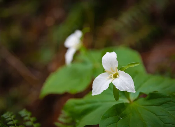 Great White Trillium Flower City Park Selective Focus Nobody Blurred — Zdjęcie stockowe