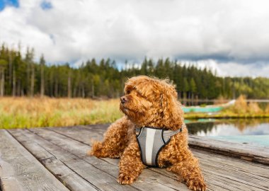 Parktaki Cavapoo köpeği, Cavalier King Charles Spaniel ve Fino 'nun melezi. Sokak fotoğrafı, seçici odak, insan yok.