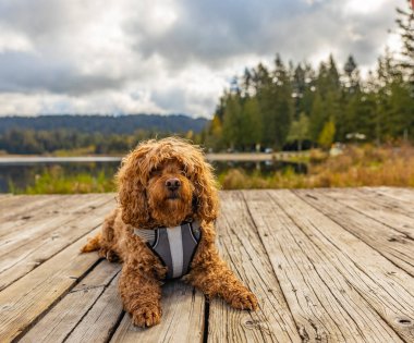 Parktaki Cavapoo köpeği, Cavalier King Charles Spaniel ve Fino 'nun melezi. Sokak fotoğrafı, seçici odak, insan yok.