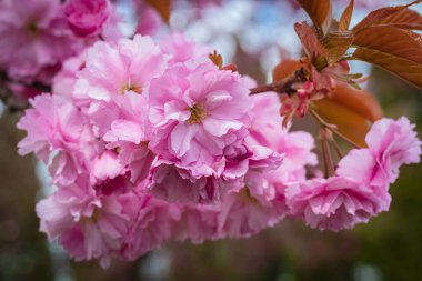 Kiraz eriği çiçekleri. Bulanık doğal arka planda pembe erik çiçekleri. Hiç kimse, bulanık arkaplan, seçici odak