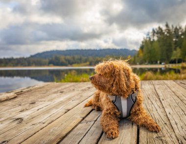 Parktaki Cavapoo köpeği, Cavalier King Charles Spaniel ve Fino 'nun melezi. Sokak fotoğrafı, seçici odak, insan yok.