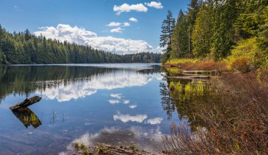 Ormandaki bir gölün güzel manzarası. British Columbia, Kanada 'daki Mission kasabası yakınlarındaki Rolley Lake Provincial Park' ta. Seyahat fotoğrafı, hiç kimse, seçici odak.