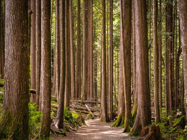 Hiking trail in fir forest. Forest trail scene. Woodland path, parallel trees in the forest in British Columbia, Canada