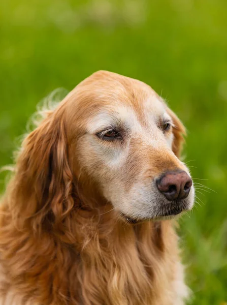 Smiling Face Cute Lovely Adorable Golden Retriever Dog Fresh Green — Stok fotoğraf