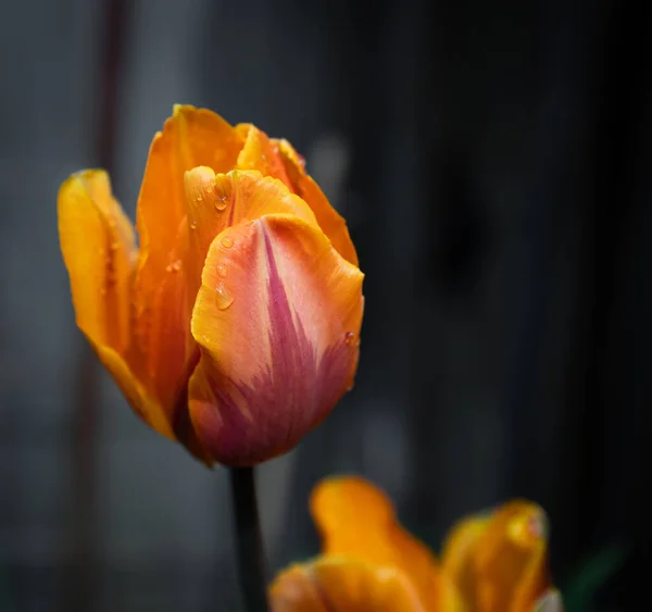 Pomarańczowy Tulipan Ciemnym Tle Bliska Widok Jeden Kolorowy Tulipan Zamazane — Zdjęcie stockowe