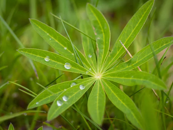 Wet Lupine Leaves Lupinus Polyphyllus Rain Drops Background Lupine Plant — Stok fotoğraf