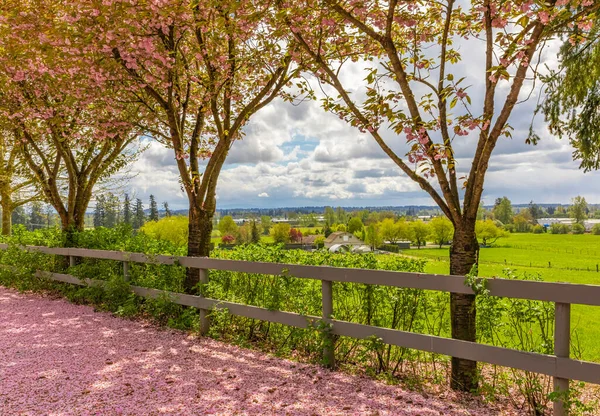 Çiçek açan güzel kiraz ağaçlarıyla süslenmiş bir sokak bahçesi manzarası. Sokak fotoğrafı, hiç kimse, seçici odak