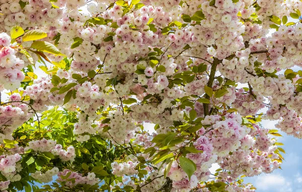 Kersenbloesems Roze Sakura Bloemen Een Wazig Natuurlijke Achtergrond Niemand Wazige — Stockfoto