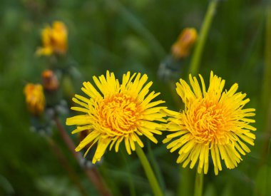 Baharda çayırda karahindiba. Tarlada taze sarı karahindiba çiçekleri. Sokak fotoğrafı, hiç kimse, metin için telif alanı, seçici odak