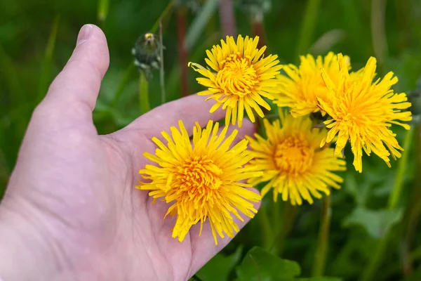 Dandelions Meadow Spring Time Fresh Yellow Dandelions Flowers Hand Street —  Fotos de Stock