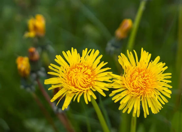 Baharda çayırda karahindiba. Tarlada taze sarı karahindiba çiçekleri. Sokak fotoğrafı, hiç kimse, metin için telif alanı, seçici odak