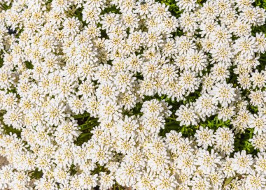 İberiler bahçede beyaz çiçekleri sembolize eder. Arka plan için Evergreen şekerleme çiçekleri. Kapalı, seçici odak, hiç kimse, arka plan