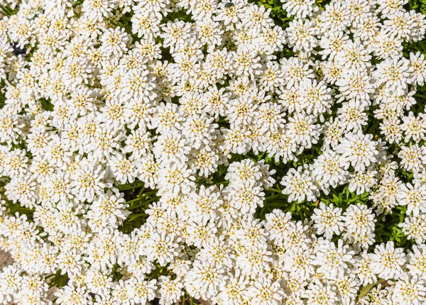 İberiler bahçede beyaz çiçekleri sembolize eder. Arka plan için Evergreen şekerleme çiçekleri. Kapalı, seçici odak, hiç kimse, arka plan