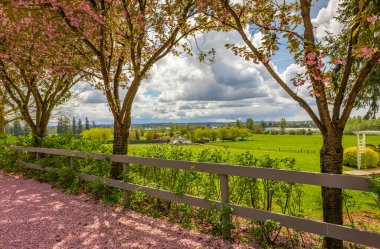 Çiçek açan güzel kiraz ağaçlarıyla süslenmiş bir sokak bahçesi manzarası. Sokak fotoğrafı, hiç kimse, seçici odak